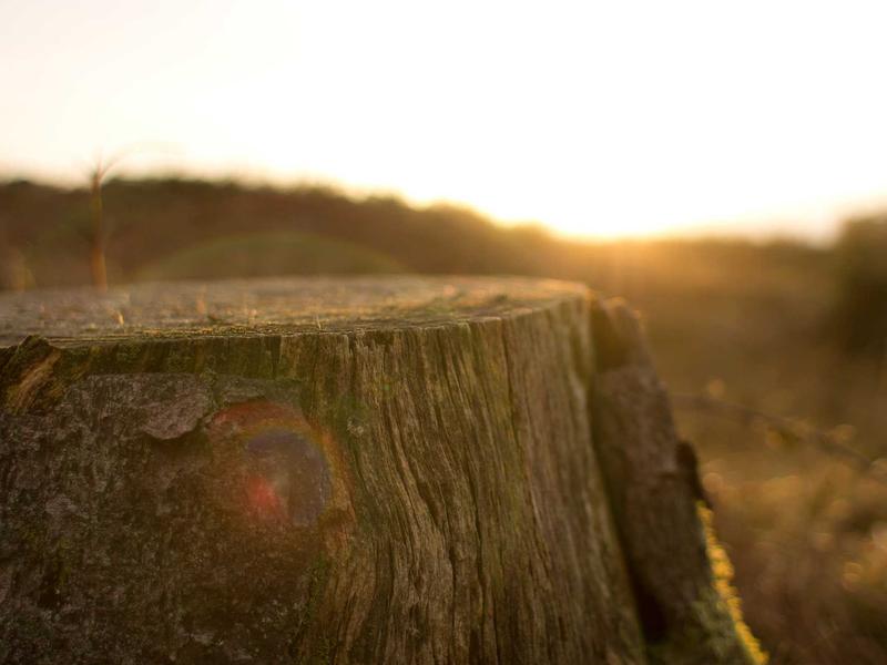 sudoku championship screenshot 1